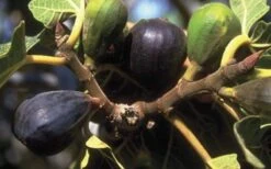 LSU Purple Fig Tree - 1 Gallon Pot 9 LSU Purple Fig Tree - 1 Gallon Pot -Deals Sapling Whisper Store 10072 lsu purple fig 1