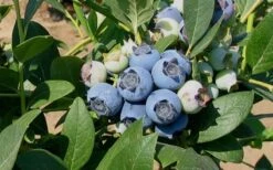 Biloxi Southern Highbush Blueberry - 1 Gallon Pot -Deals Sapling Whisper Store 10151 biloxi blueberry