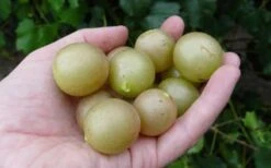 Summit Muscadine - 1 Gallon Pot -Deals Sapling Whisper Store 10470 summit muscadine