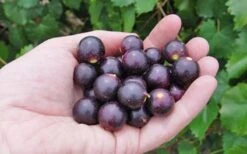 Noble Muscadine Grape Vine (Self Fertile) - 1 Gallon Pot -Deals Sapling Whisper Store 10548 noble muscadine