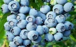 Powderblue Rabbiteye Blueberry - 1 Gallon Pot 9 Powderblue Rabbiteye Blueberry - 1 Gallon Pot -Deals Sapling Whisper Store 3591 powder blue blueberry 2
