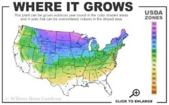Bush's Lace Engelmann Spruce (Picea Engelmannii) - 1 Gallon Pot -Deals Sapling Whisper Store 3A 8A 2