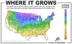 Blue Teardrop White Spruce (Picea Glauca) - 5 Gallon Pot -Deals Sapling Whisper Store 3a 8b 24