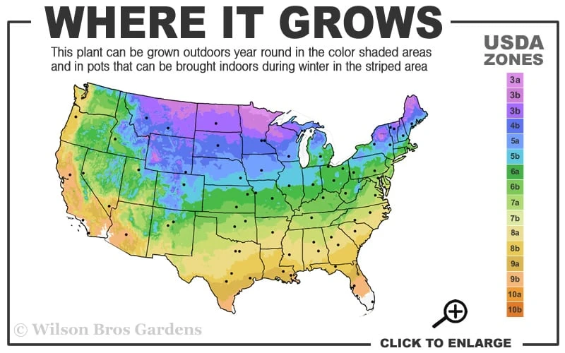 New York Ironweed (Vernonia Noveboracensis) - 6 Pack Of 1 Gallon Pots 5 New York Ironweed (Vernonia Noveboracensis) - 6 Pack Of 1 Gallon Pots - Image 3