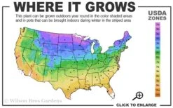 Idyllwild Juniper (Red Cedar) - 3 Gallon Pot -Deals Sapling Whisper Store 3b 9b