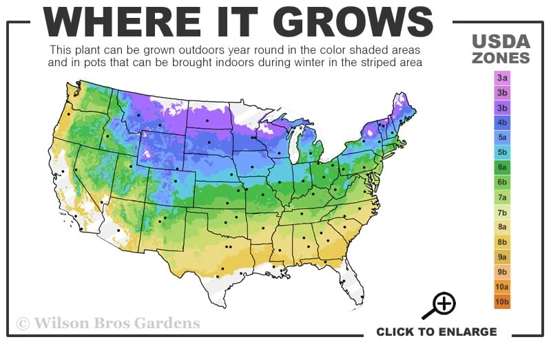 Moon Frost Canadian Hemlock (Tsuga) - 3 Gallon Pot 5 Moon Frost Canadian Hemlock (Tsuga) - 3 Gallon Pot - Image 3