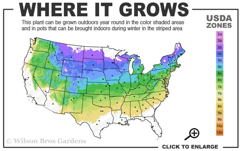 Fall Gold Raspberry - 1 Gallon Pot 5 Fall Gold Raspberry - 1 Gallon Pot - Image 3