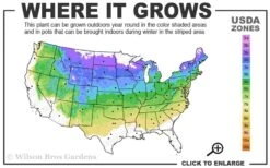 Heritage Raspberry - 6 Pack Of 1 Gallon Pots -Deals Sapling Whisper Store 4a 8a 2