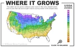 Northern Red Oak Tree (Quercus Rubra) - 1 Gallon Pot 12 Northern Red Oak Tree (Quercus Rubra) - 1 Gallon Pot -Deals Sapling Whisper Store 4a 8b 13