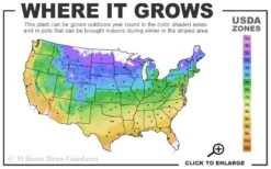 Southern Crabapple (Malus Angustifolia) - 3 Gallon Pot 10 Southern Crabapple (Malus Angustifolia) - 3 Gallon Pot -Deals Sapling Whisper Store 4a 9b 8