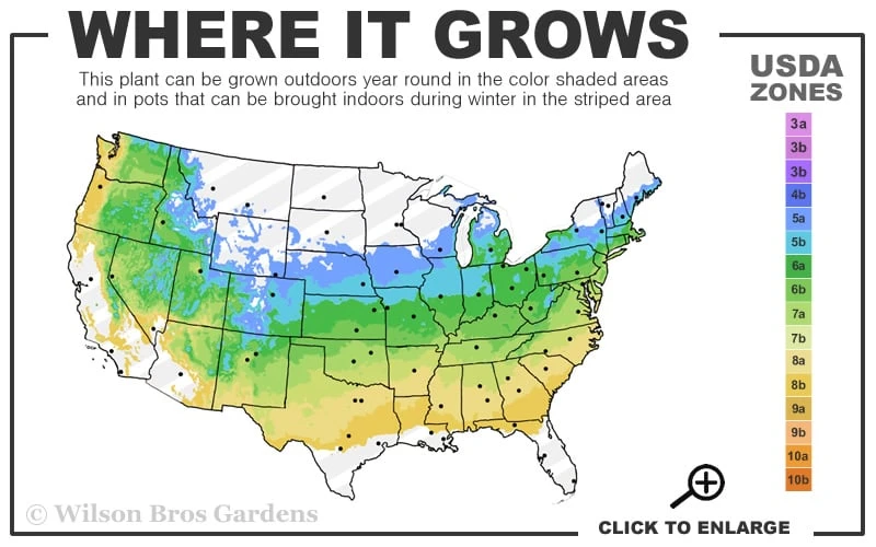 Mount Airy Fothergilla - 1 Gallon Pot 5 Mount Airy Fothergilla - 1 Gallon Pot - Image 3