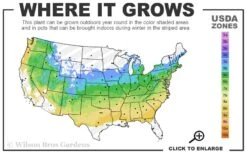 Girard's Pleasant White Azalea - 1 Gallon Pot -Deals Sapling Whisper Store 5a 8b 7