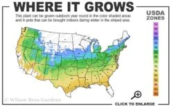 Jubilee Southern Highbush Blueberry - 1 Gallon Pot 8 Jubilee Southern Highbush Blueberry - 1 Gallon Pot -Deals Sapling Whisper Store 5a 9a 1