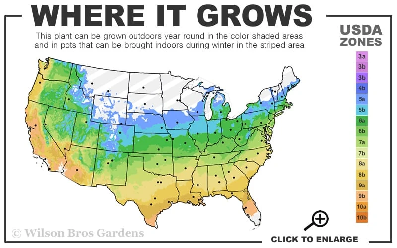 Cloud 9 Dogwood Tree - 1 Gallon Pot 5 Cloud 9 Dogwood Tree - 1 Gallon Pot - Image 3