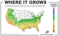 Salavatski Cold Hardy Russian Pomegranate - 1 Gallon Pot 10 Salavatski Cold Hardy Russian Pomegranate - 1 Gallon Pot -Deals Sapling Whisper Store 6A 11 2