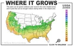 Red Tiara Deja Bloom Azalea - 1 Gallon Pot -Deals Sapling Whisper Store 6A 9B 62