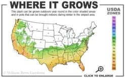 Russian 26 Cold Hardy Pomegranate - 1 Gallon Pot 11 Russian 26 Cold Hardy Pomegranate - 1 Gallon Pot -Deals Sapling Whisper Store 6B 11 1