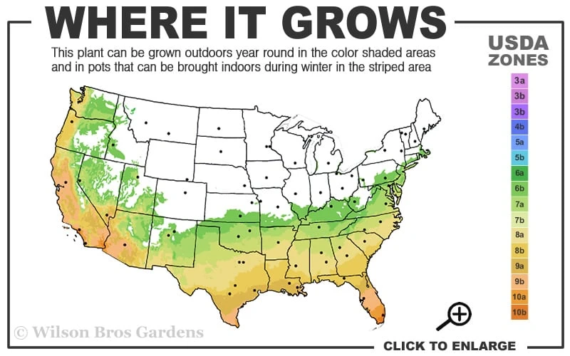 Russian 26 Cold Hardy Pomegranate - 1 Gallon Pot 5 Russian 26 Cold Hardy Pomegranate - 1 Gallon Pot - Image 3