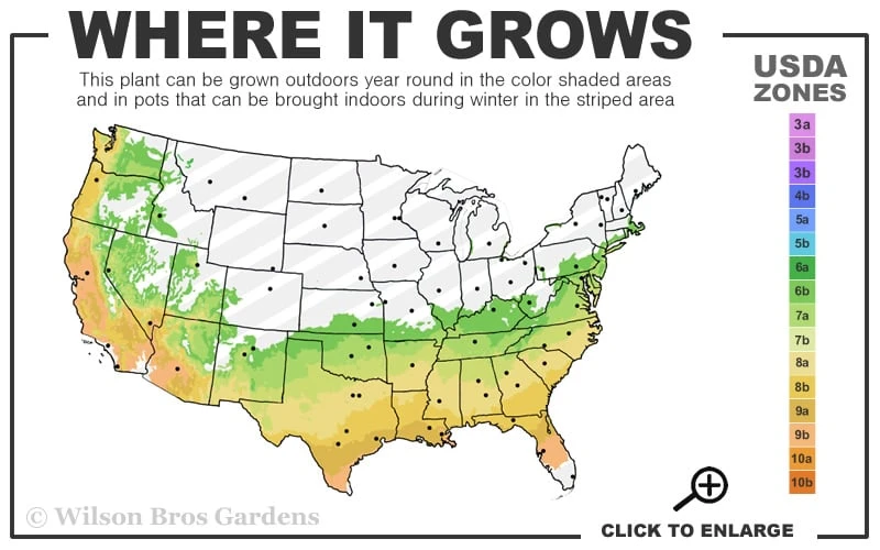Perfecto Mundo Red Reblooming Azalea - 3 Gallon Pot 5 Perfecto Mundo Red Reblooming Azalea - 3 Gallon Pot - Image 3