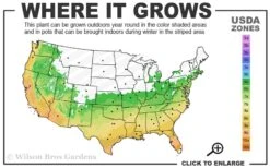 Summer Snow Gardenia - 3 Gallon Pot 12 Summer Snow Gardenia - 3 Gallon Pot -Deals Sapling Whisper Store 6a 10a 2