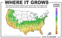 Winter's Snowman Camellia Hybrid - 7 Gallon Pot (3-4') 7 Winter's Snowman Camellia Hybrid - 7 Gallon Pot (3-4') -Deals Sapling Whisper Store 6a 10a