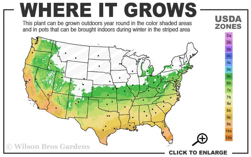 Winter's Snowman Camellia Hybrid - 7 Gallon Pot (3-4') 4 Winter's Snowman Camellia Hybrid - 7 Gallon Pot (3-4') - Image 3