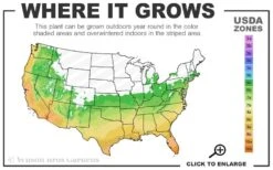 Crown Jewel Gardenia - 1 Gallon Pot -Deals Sapling Whisper Store 6a 10b 5