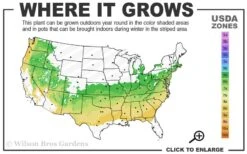 Coastal Azalea (Rhododendron Atlanticum) - 3 Gallon Pot -Deals Sapling Whisper Store 6a 8b