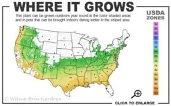 Sir Robert Dwarf Azalea - 3 Gallon Pot -Deals Sapling Whisper Store 6a 9a