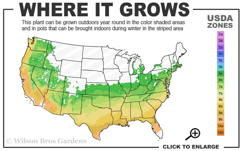 Lipstick Red Camellia Japonica - 3 Gallon Pot 5 Lipstick Red Camellia Japonica - 3 Gallon Pot - Image 3