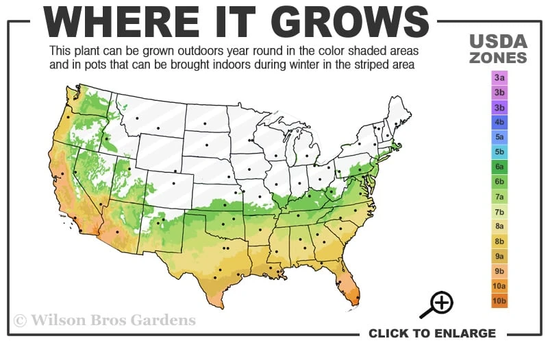 Blood Of China Fragrant Red Camellia Japonica - 3 Gallon Pot 5 Blood Of China Fragrant Red Camellia Japonica - 3 Gallon Pot - Image 3