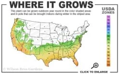 Blood Of China Fragrant Red Camellia Japonica - 1 Gallon Pot -Deals Sapling Whisper Store 6b 10b 2