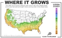 Heaven Scent Gardenia - 2 Gallon Pot -Deals Sapling Whisper Store 6b 9b 3