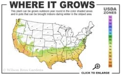 Pink Snow Camellia Sasanqua - 3 Gallon Pot -Deals Sapling Whisper Store 7a 10a