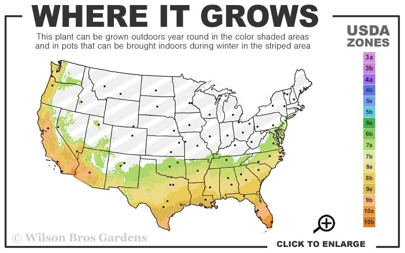 Taylors Perfection Pink Camellia Hybrid - 3 Gallon Pot 5 Taylors Perfection Pink Camellia Hybrid - 3 Gallon Pot - Image 3