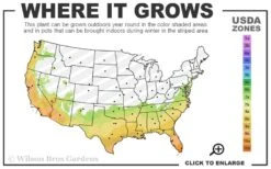 Texas Everbearing Fig Tree - 1 Gallon Pot 10 Texas Everbearing Fig Tree - 1 Gallon Pot -Deals Sapling Whisper Store 7a 10b 82