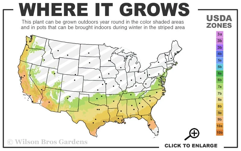 October Magic Inspiration Camellia - 1 Gallon Pot 5 October Magic Inspiration Camellia - 1 Gallon Pot - Image 3