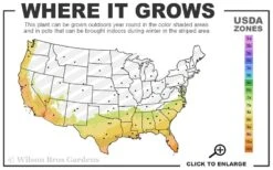 Formosa Southern Indica Azalea - 3 Gallon Pot -Deals Sapling Whisper Store 7b 10b 13