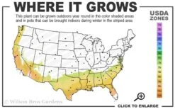 Alice Blue Rabbiteye Blueberry - 1 Gallon Pot 8 Alice Blue Rabbiteye Blueberry - 1 Gallon Pot -Deals Sapling Whisper Store 7b 9b 3