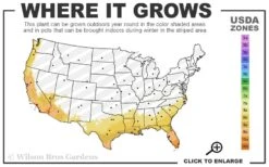 Variegated Gardenia - 1 Gallon Pot -Deals Sapling Whisper Store 8a 11 3