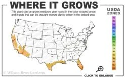 Meyer Lemon Tree (Citrus X Meyeri) - 5 Gallon Pot -Deals Sapling Whisper Store 9a 11