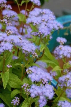 Hardy Ageratum (Blue Mistflower) - 1 Gallon Pot -Deals Sapling Whisper Store Ageratum Hardy 10