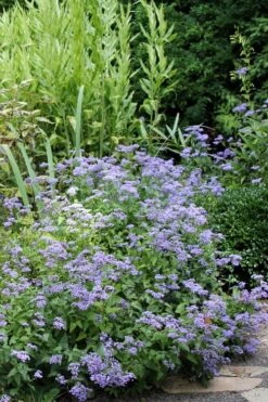 Hardy Ageratum (Blue Mistflower) - 1 Gallon Pot -Deals Sapling Whisper Store Ageratum Hardy 12