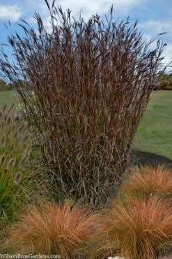 Big Bluestem Grass (Andropogon Gerardii) - 5 Pack Of Quart Pots -Deals Sapling Whisper Store Andropogon gerardii big bluestem 1