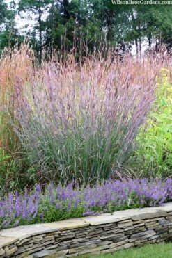 Big Bluestem Grass (Andropogon Gerardii) - 5 Pack Of Quart Pots