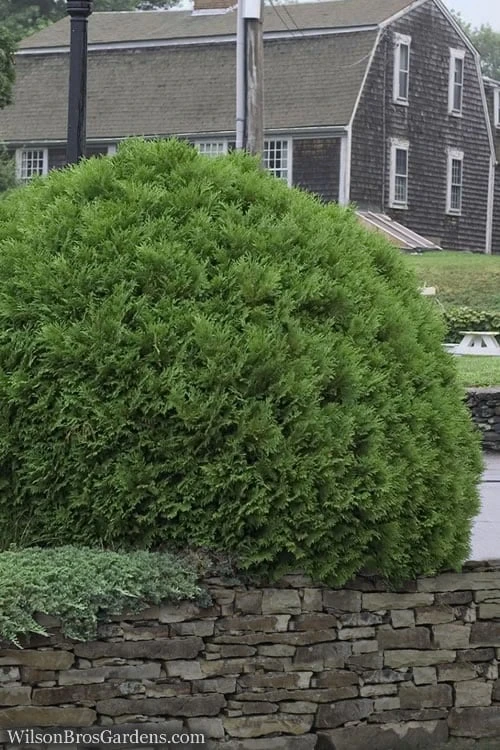 Woodward Globe American Arborvitae - 1 Gallon Pot 3 Woodward Globe American Arborvitae - 1 Gallon Pot