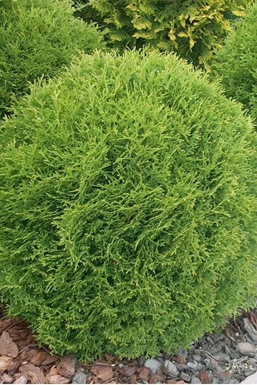 Woodward Globe American Arborvitae - 1 Gallon Pot 8 Woodward Globe American Arborvitae - 1 Gallon Pot - Image 6