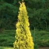 Yellow Ribbon Arborvitae (Thuja Occidentalis) - 2 Gallon Pot