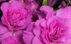 Amelia Rose Azalea - 1 Gallon Pot 11 Amelia Rose Azalea - 1 Gallon Pot -Deals Sapling Whisper Store Azalea Amelia Rose 1