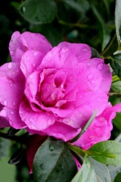 Amelia Rose Azalea - 1 Gallon Pot 10 Amelia Rose Azalea - 1 Gallon Pot -Deals Sapling Whisper Store Azalea Amelia Rose 3